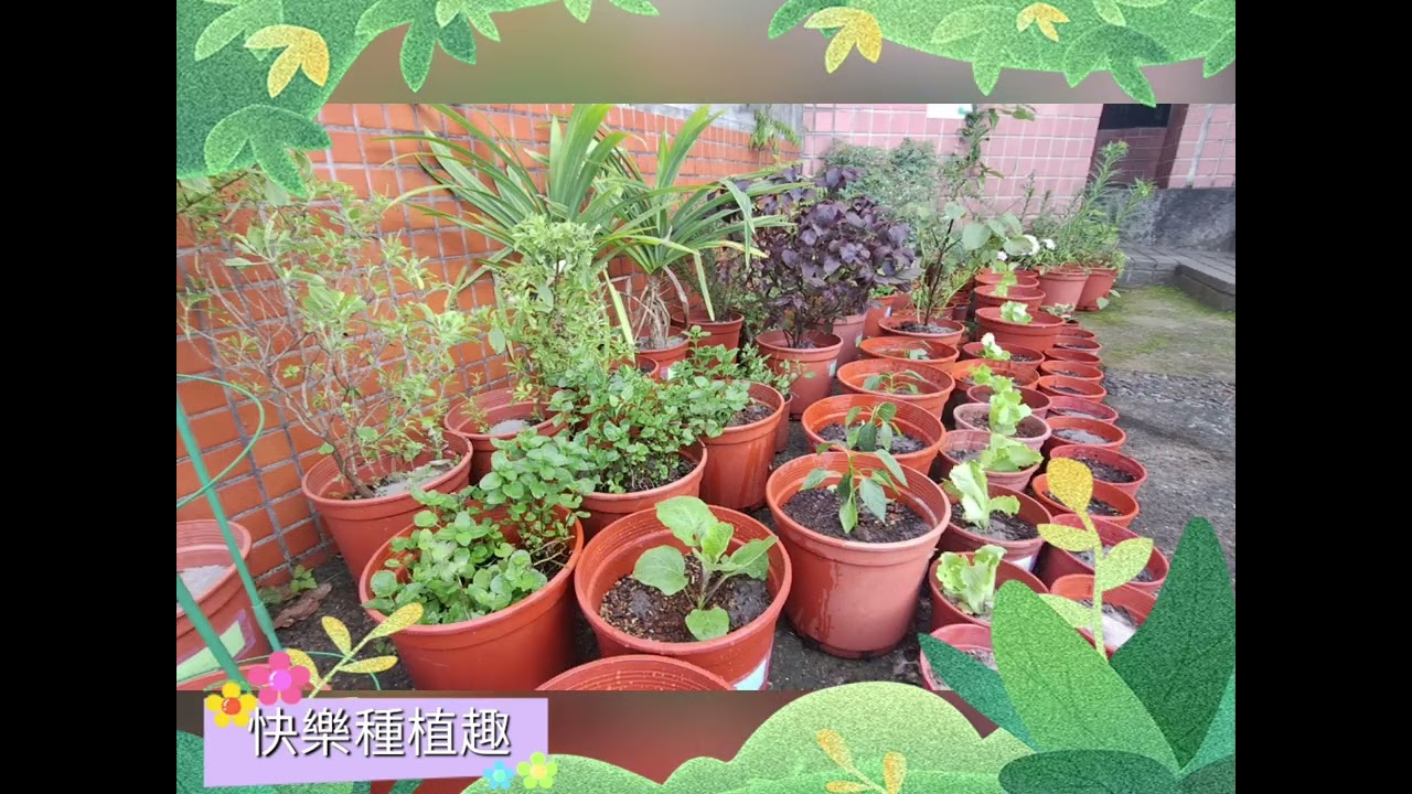 春天種植真有趣_Mùa xuân Mùa trồng cây 