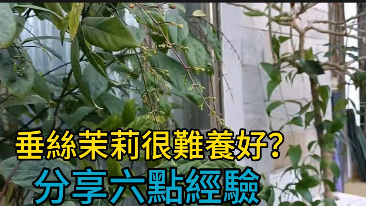 垂絲茉莉很難養好？分享六點經驗，參照去種避踩我的坑#花園 #花园 #种植 #盆栽 #