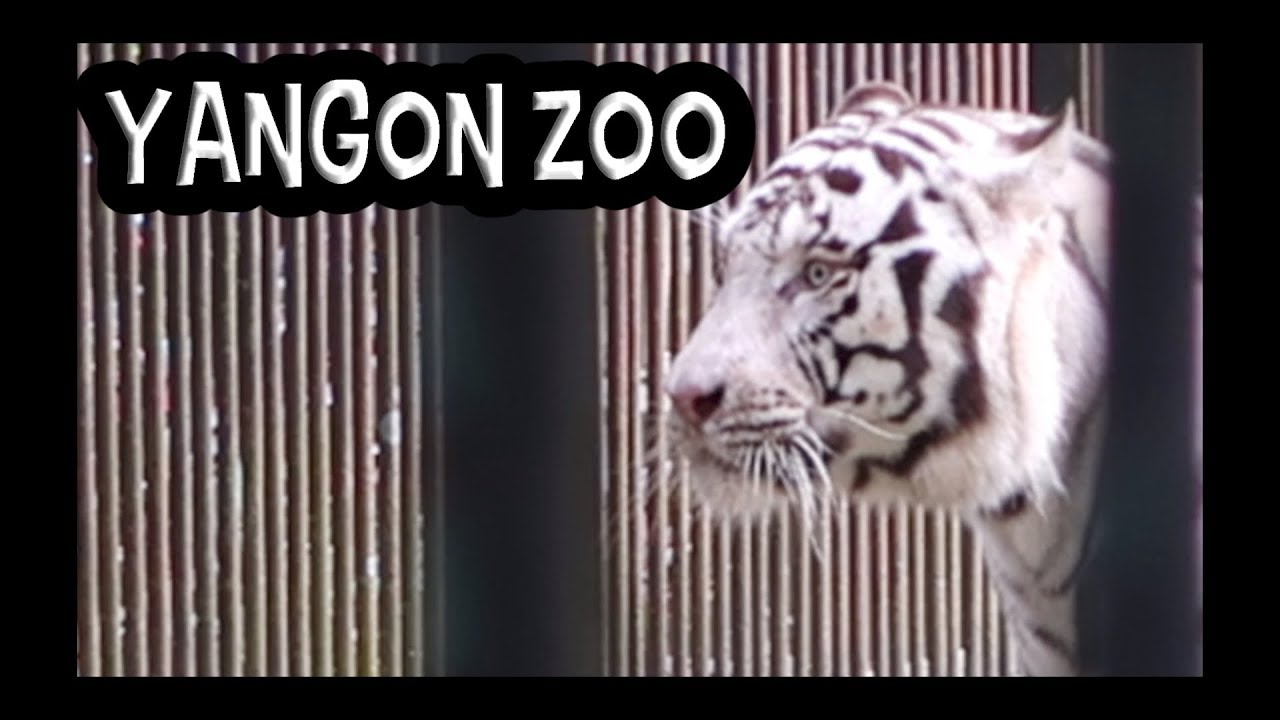 ZOO WHITE TIGER - MYANMAR TRAVEL HIGHLIGHTS