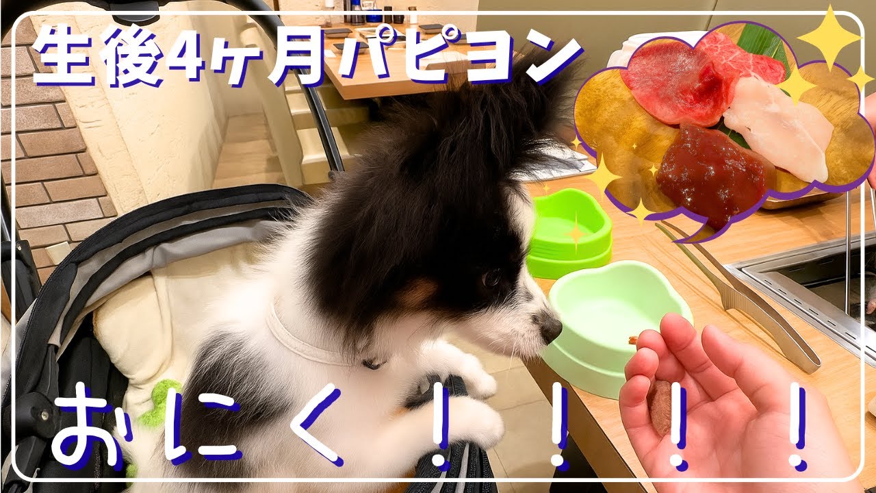 生後4ヶ月パピヨン、焼肉パーティ！｜焼肉に愛犬と行ける？！うしすけさんにお邪魔して来ました
