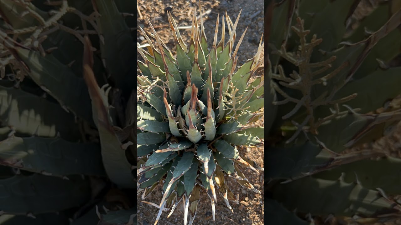 5 super cold hardy Agaves