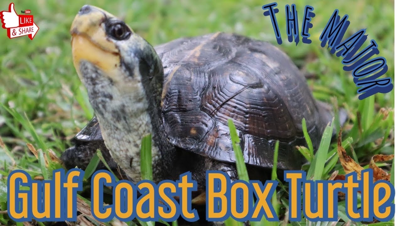 The MAJOR Box Turtle - Gulf Coast!