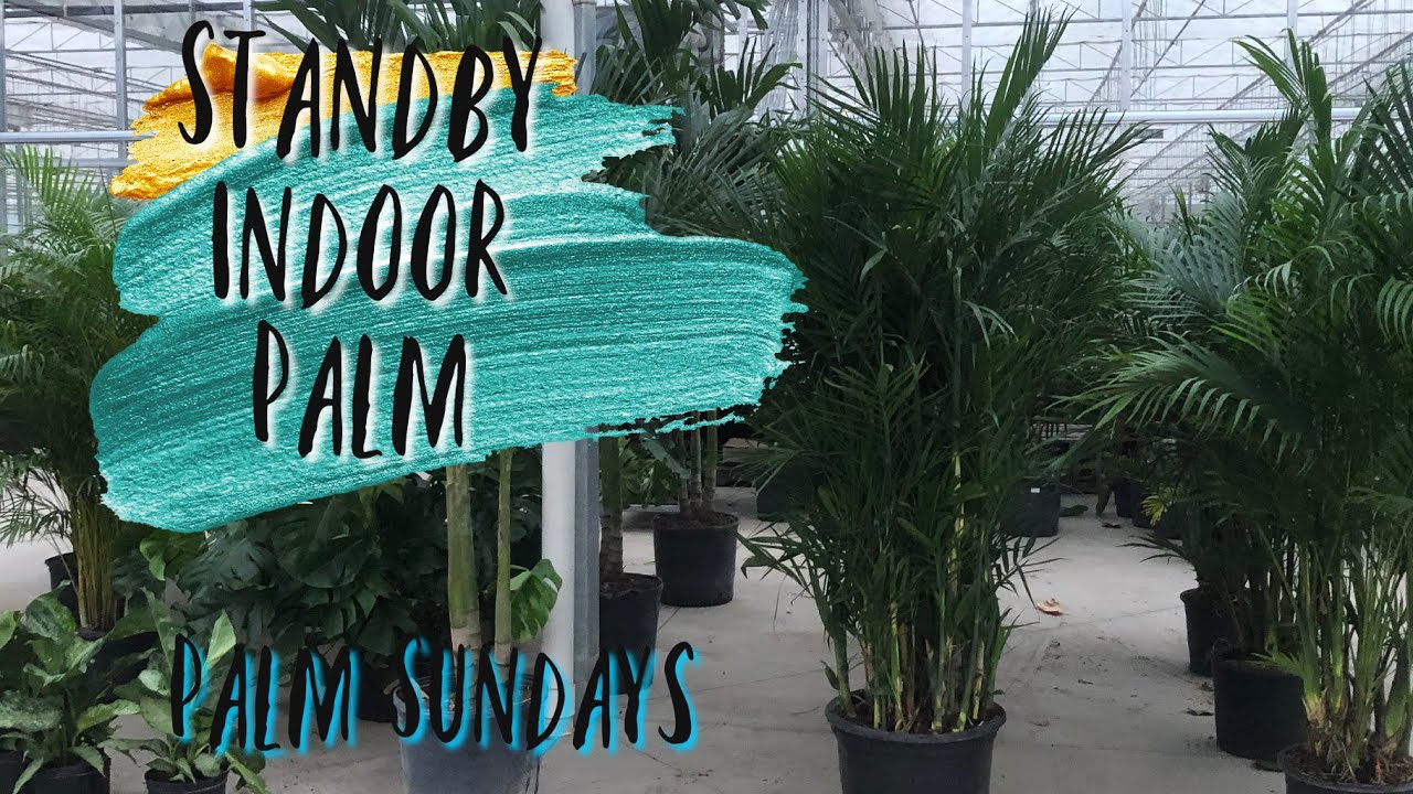 Palm Sundays: Bamboo Palms | The Barefooted Gardener 