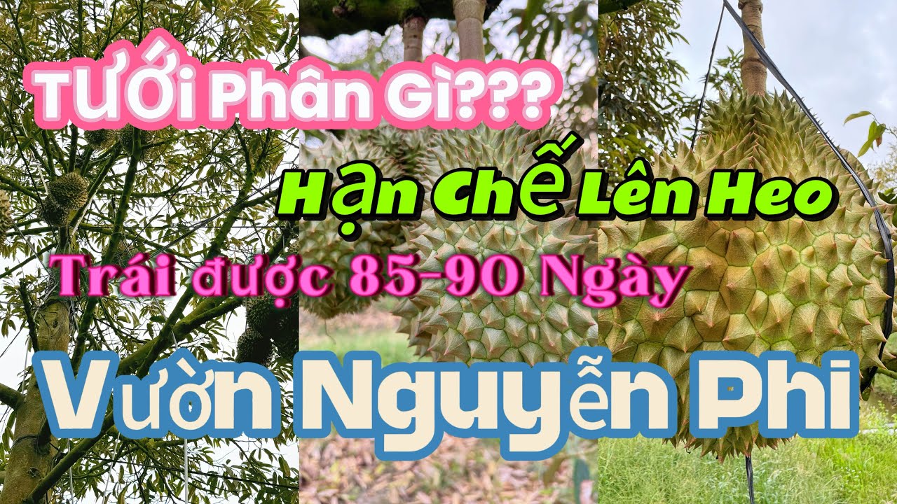 TẬP 214. TƯỚI PHÂN GÌ HẠN CHẾ LÊN HEO TRÁI ĐƯỢC 85-90 NGÀY VƯỜN NGUYỄN PHI