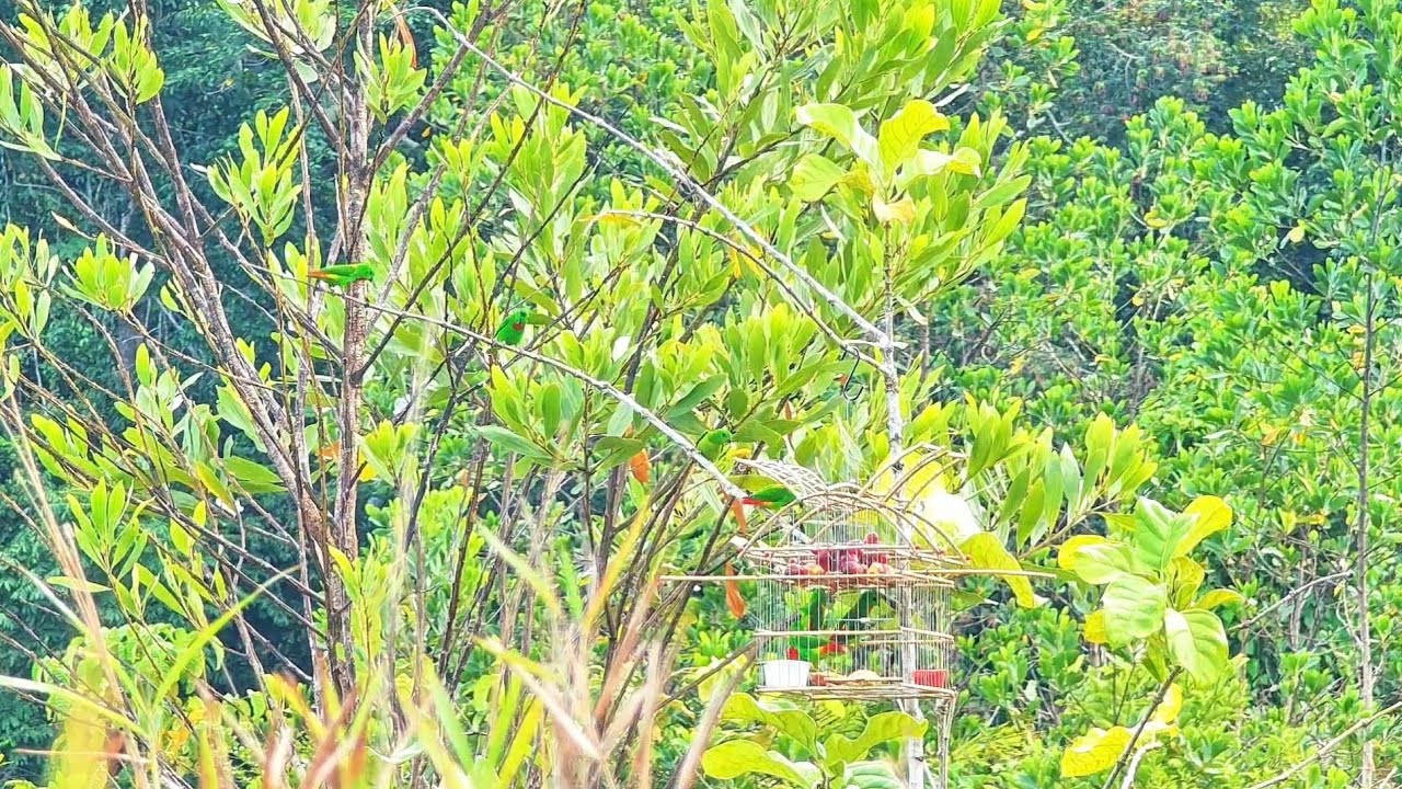 Pujukan Berbisa‼️ Lumayan Panennya Diserang Merah Dada Bertubi-tubi Gaaiisss 🤩🤩🔥🔥🦜🦜