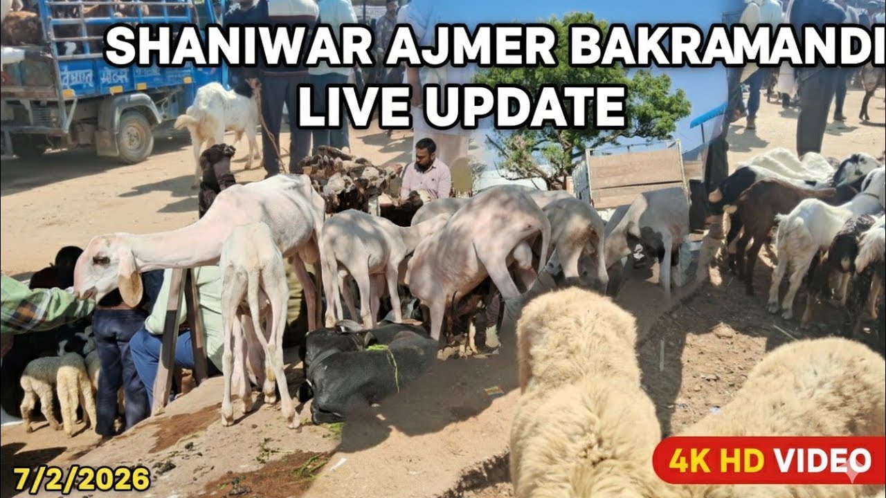 शनिवार अजमेर बकरा मंडी 7/2/2026 शानदार बड़े बकरे #goat #whitegoat #animals 