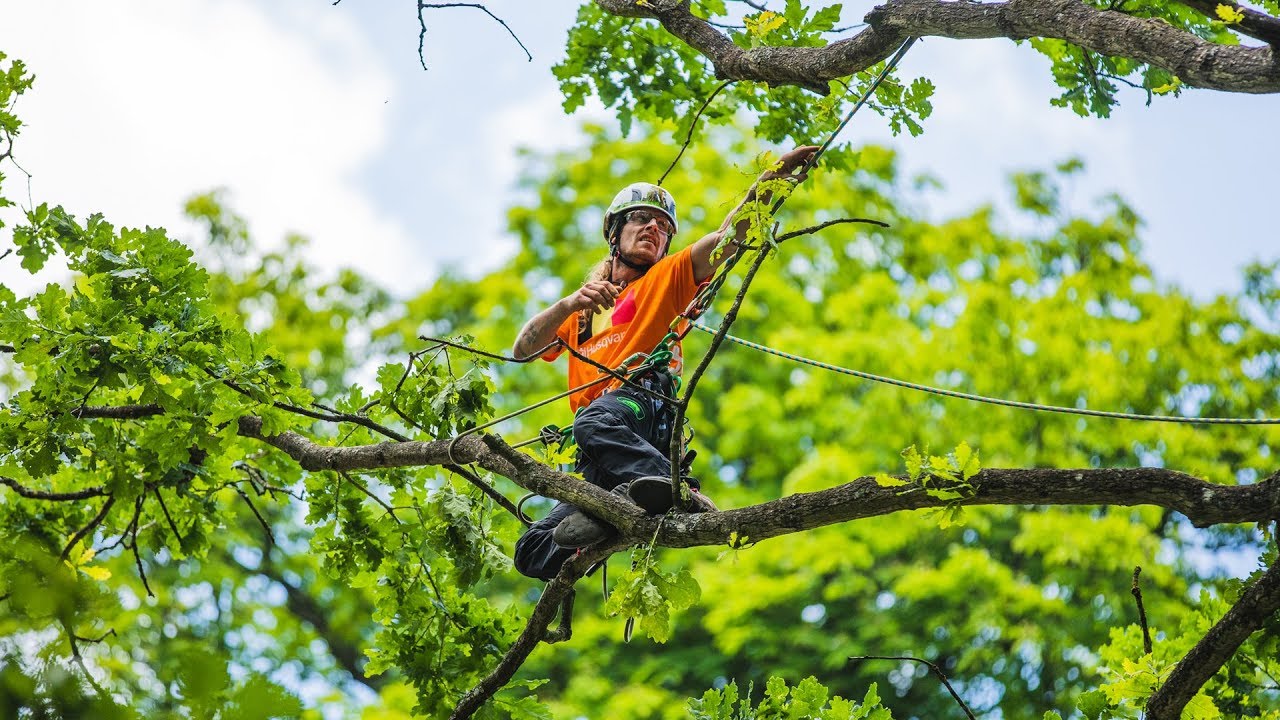 The European Tree Climbing Championships 2019 - Highlights