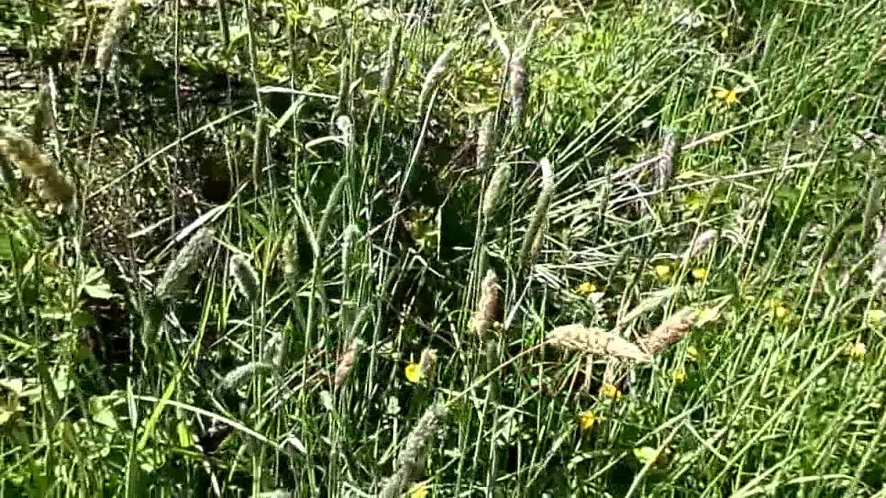 Wind vs Insect Pollination - Meadow Foxtail Grass