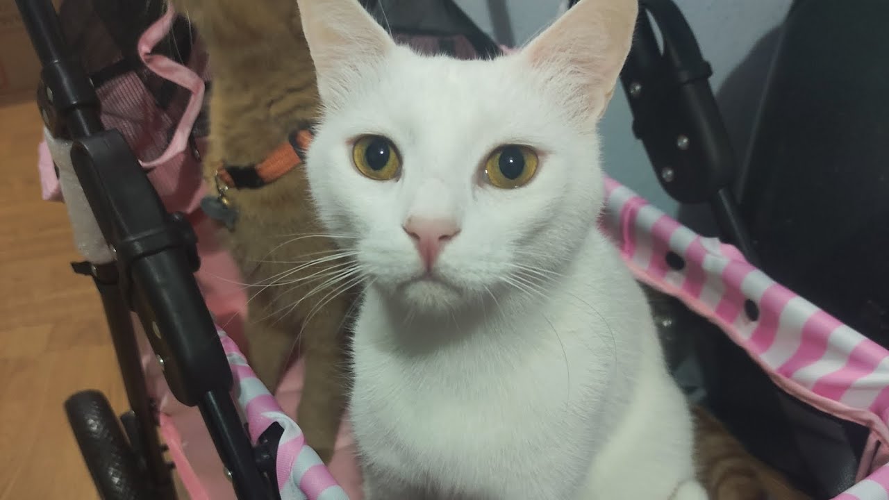Unboxing Zampa cat stroller | Alışveriş | Kedi arabası
