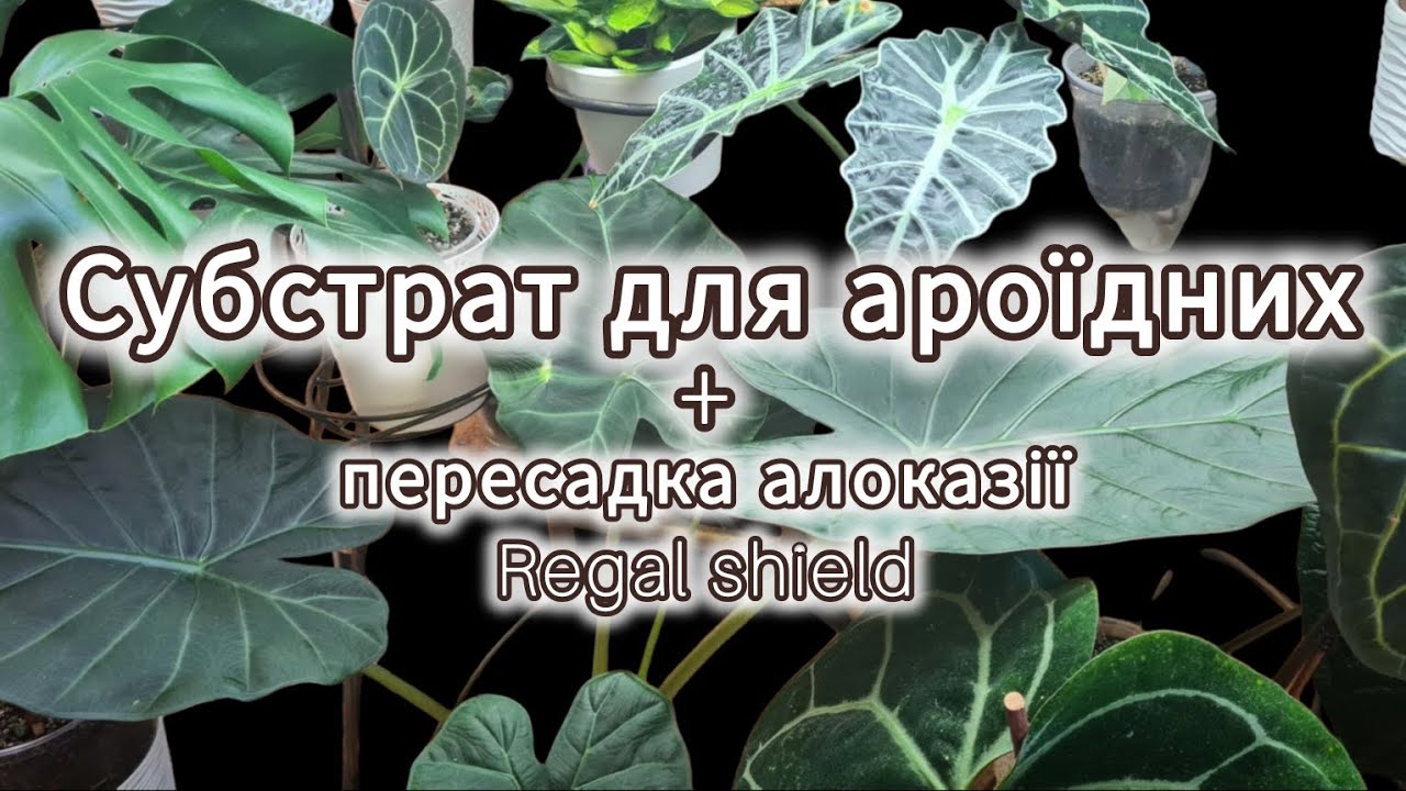 СУБСТРАТ для АРОЇДНИХ|Як зробити СУБСТРАТ своїми руками|Пересадка алоказії на ГНОТОВИЙ полив