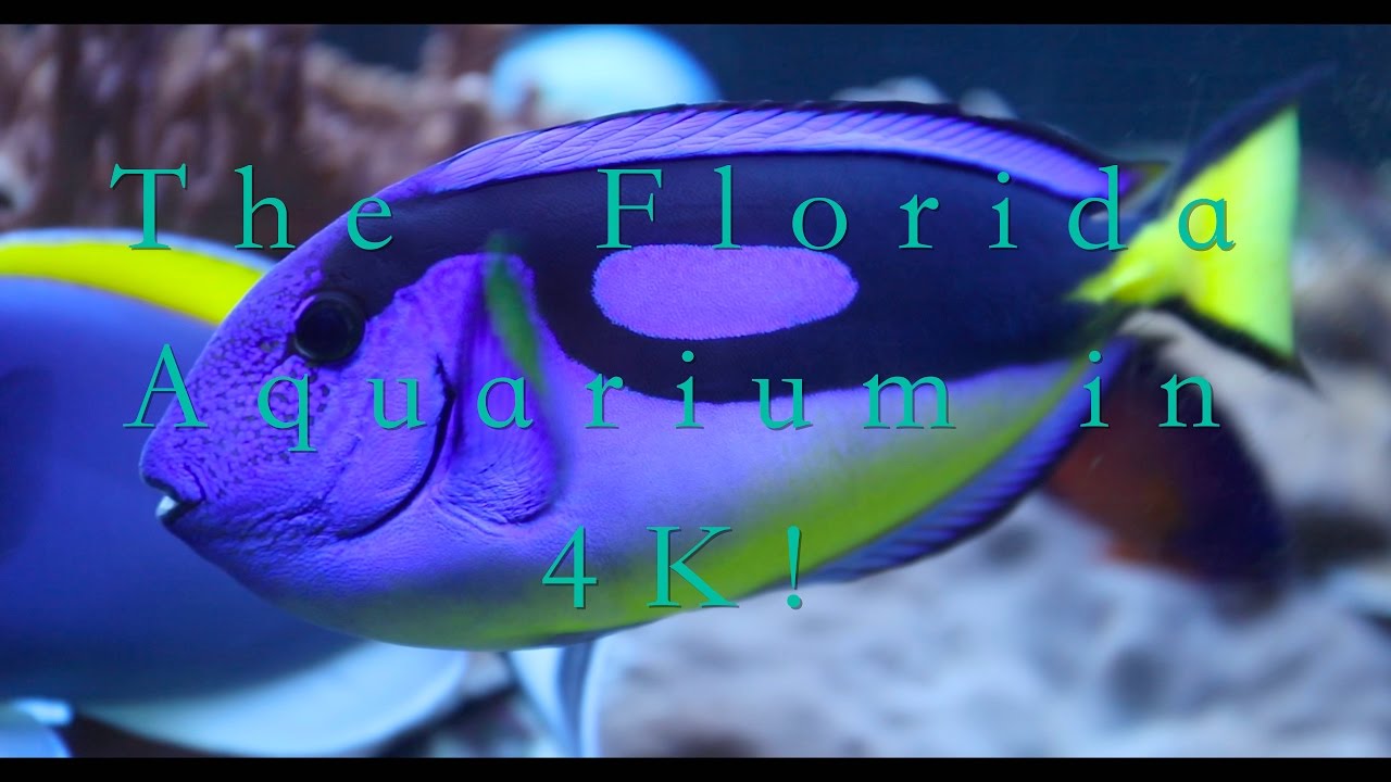 The Florida Aquarium in 4K!
