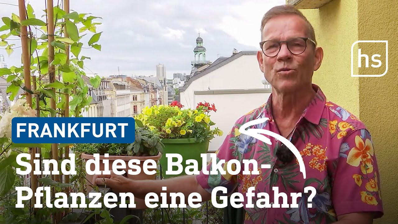 Balkon-Pflanzen-Verbot im Frankfurter Bahnhofsviertel | hessenschau