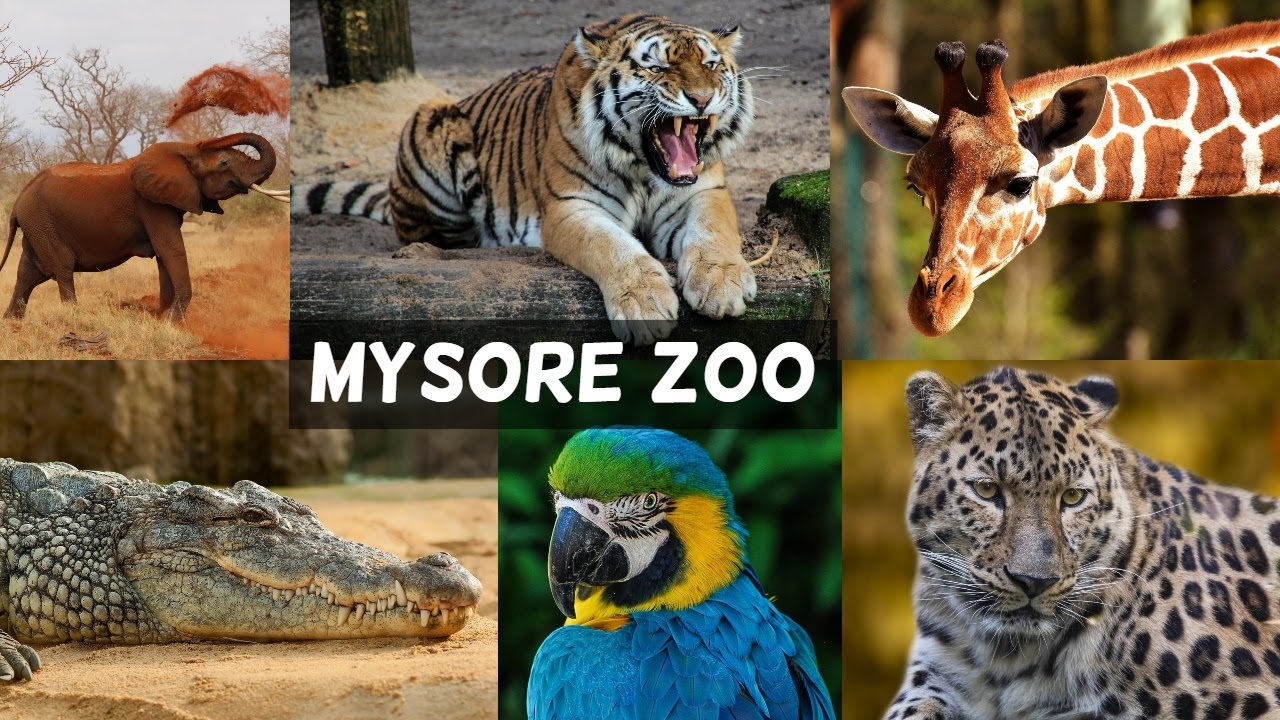 MYSORE ZOO | ZOO ANIMALS | A DAY AT MYSURU ZOO FOLLOWED BY ANDHRA MEALS FOR LUNCH | FUN WITH KIDS