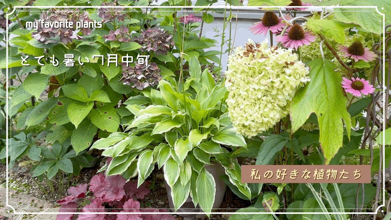 【ガーデニング】ほったらかしでも元気な植物たち #夏