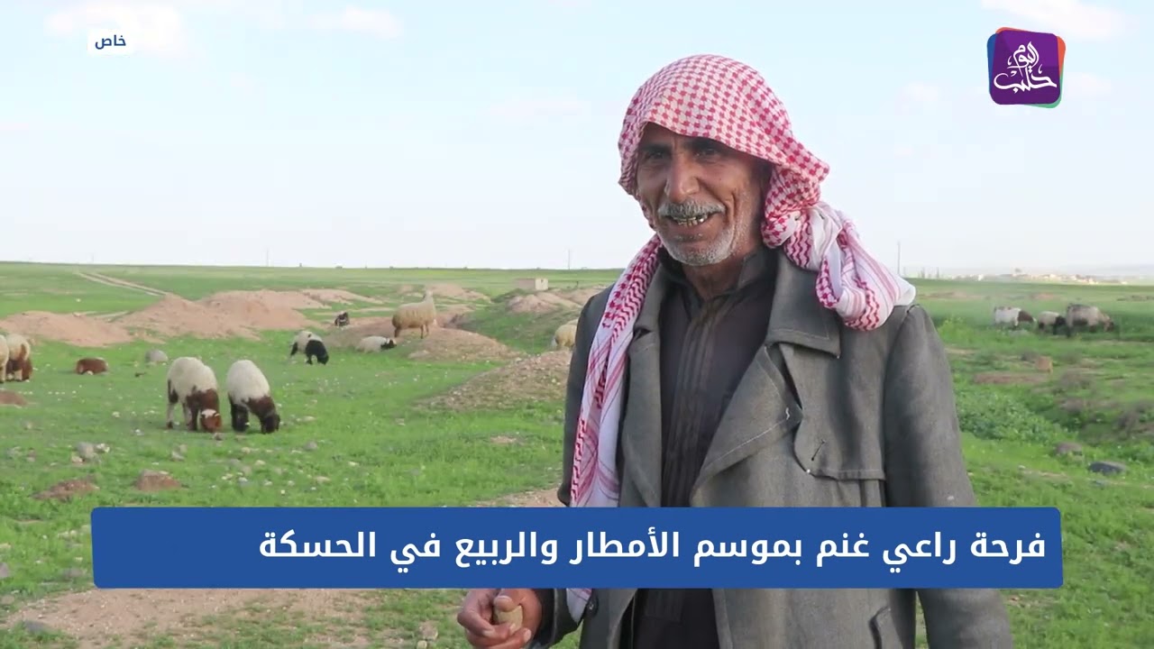 الربيع هائل.. فرحة مربي غنم بموسم الأمطار في الحسكة