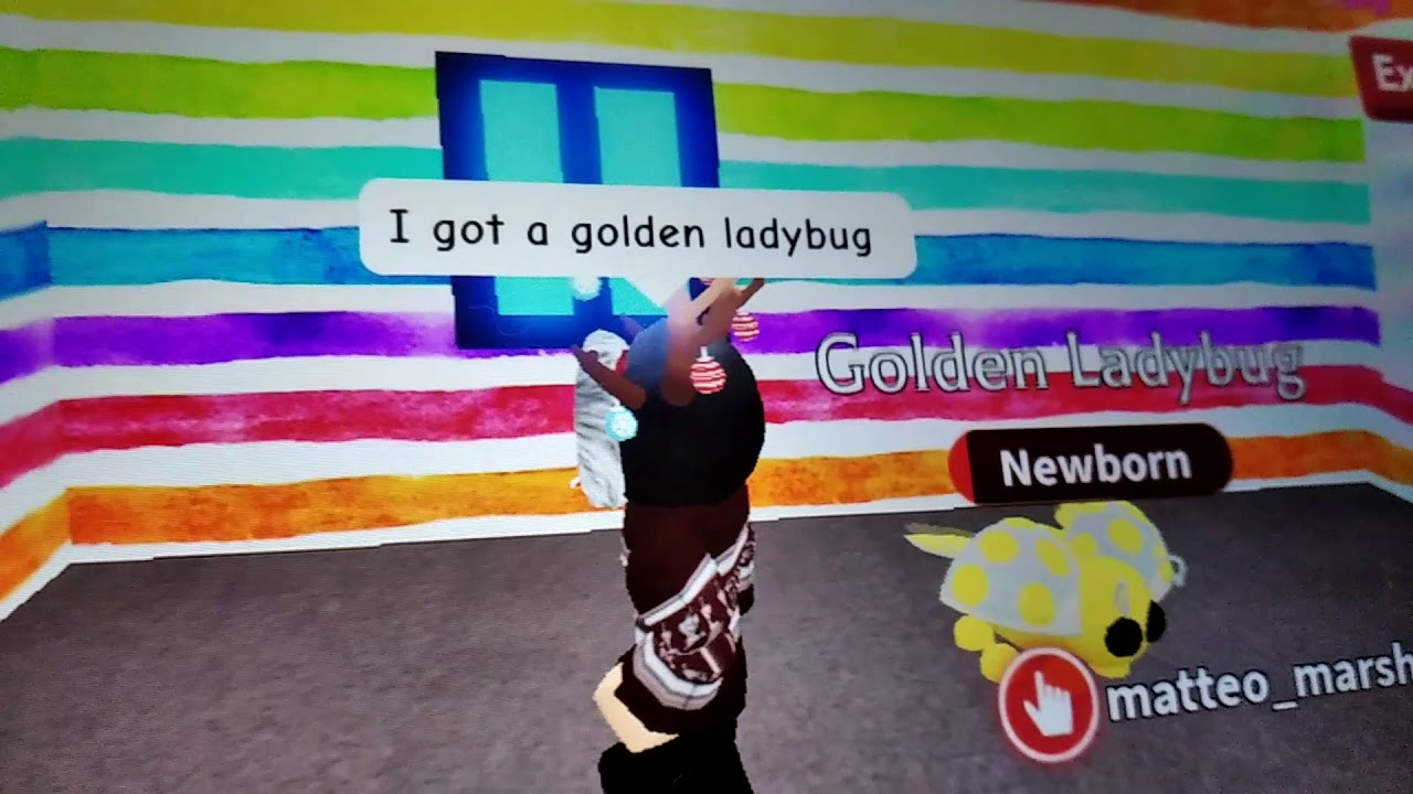 I got my other dp in adopt me!! the golden ladybug! Was it a fair trade?