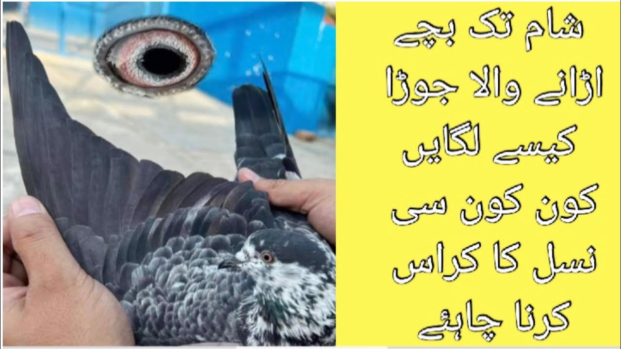Cross mein joda lagane ka tarika || Sham tak bachay urhane wala joda kaise lagana chahiye