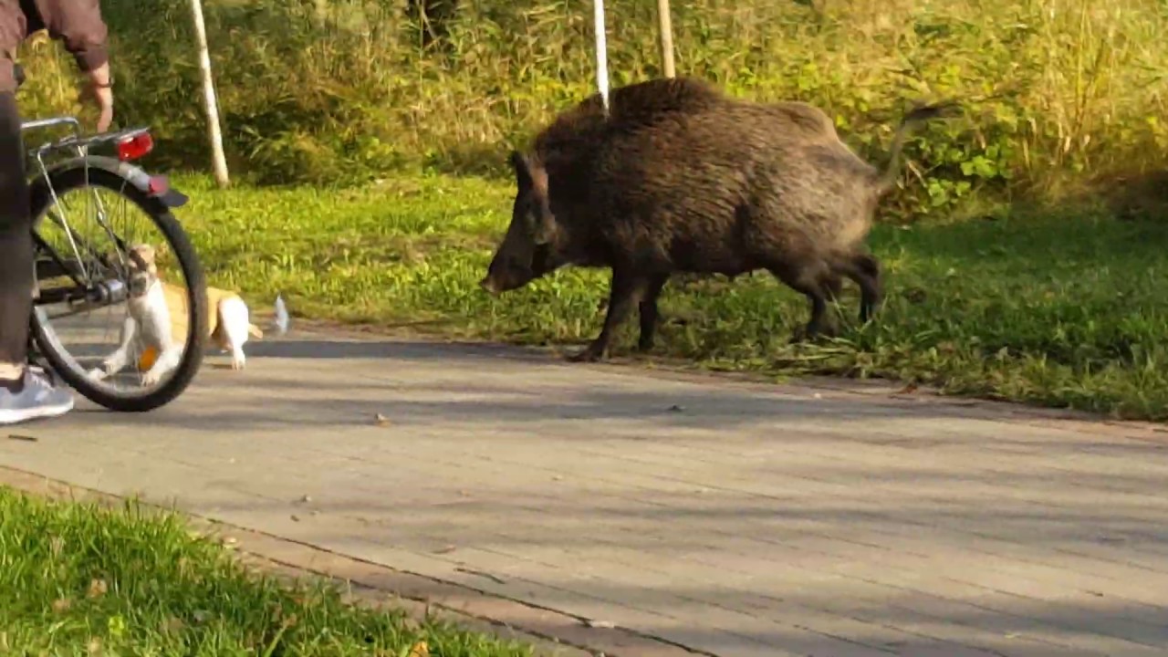 Horda dzików na ścieżce rowerowej w Kołobrzegu  atakuje rowerzystów