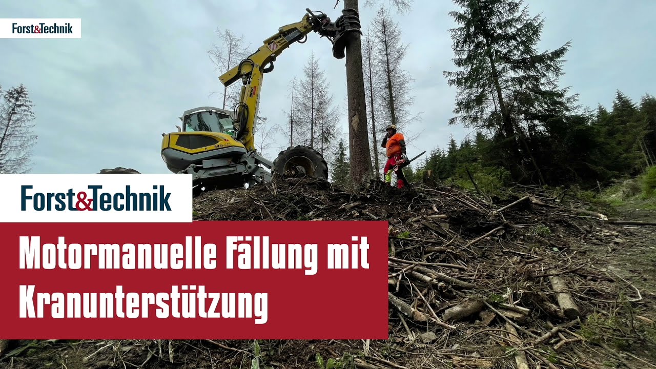 Holzernte: Motormanuelle F&auml;llung mit Kranunterst&uuml;tzung