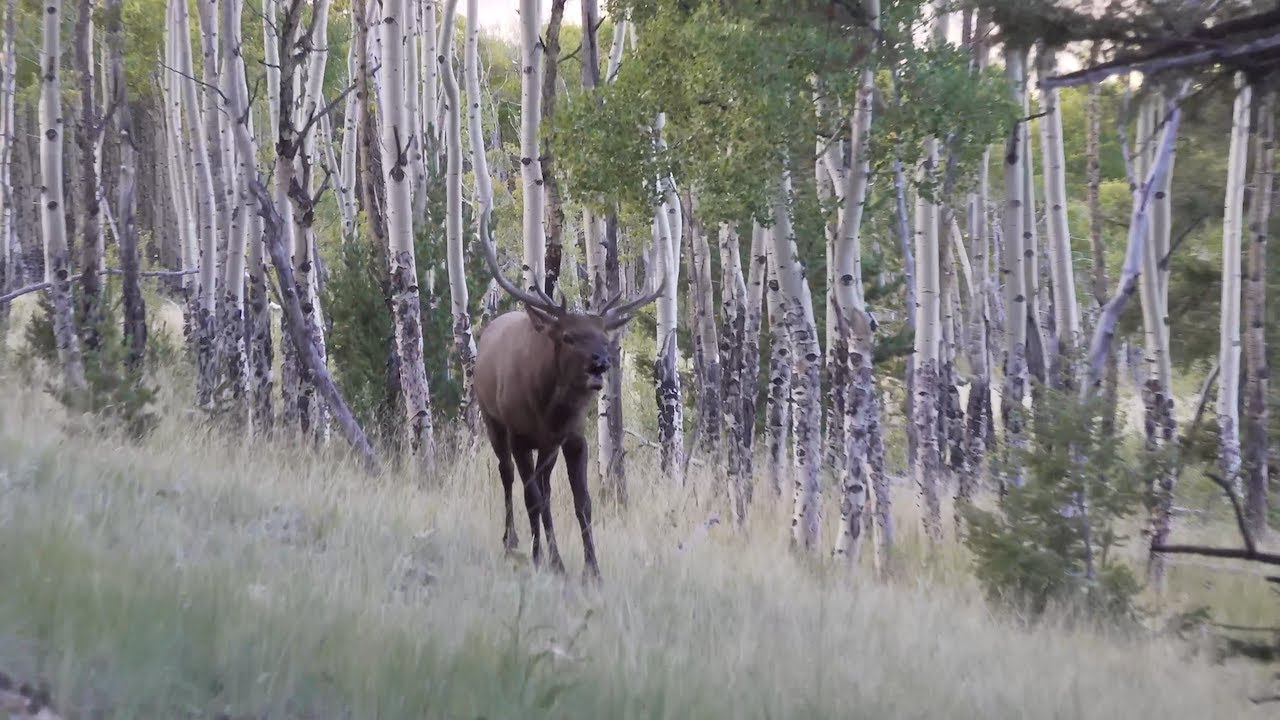 Screaming Bulls at 7 Yards | Colorado Archery Elk