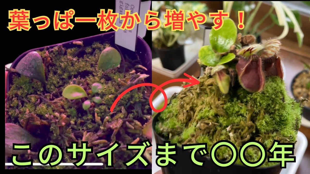 ［葉挿しで増やそう！］セファロタスの葉挿しについて　食虫植物