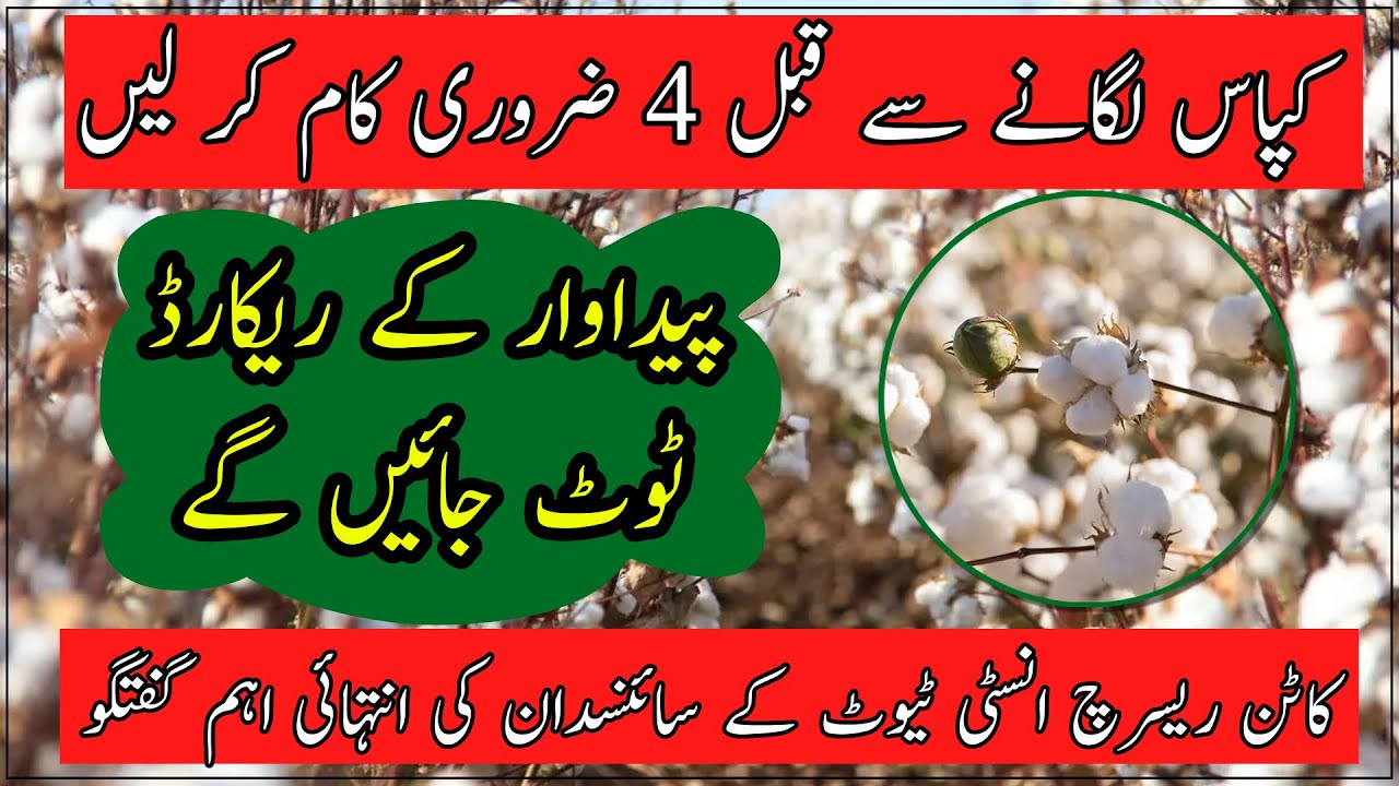 Early cotton sowing technology| approved cotton seed varieties|کپاس کی منظور شدہ اقسام