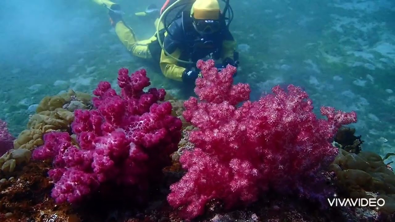 日帰り神奈川 初心者コース 本当の美の世界は海底にあった リーフェンシュタール。 #padi #diving #城ヶ島 #冬のダイビング #ボイジャー