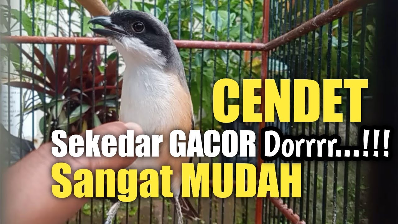 5 Most Accurate Formulas for CENDET to be Gacor and always stable