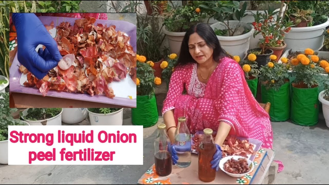 How to make onion peel liquid fertilizer and pesticide | It's uses and precautions in garden |