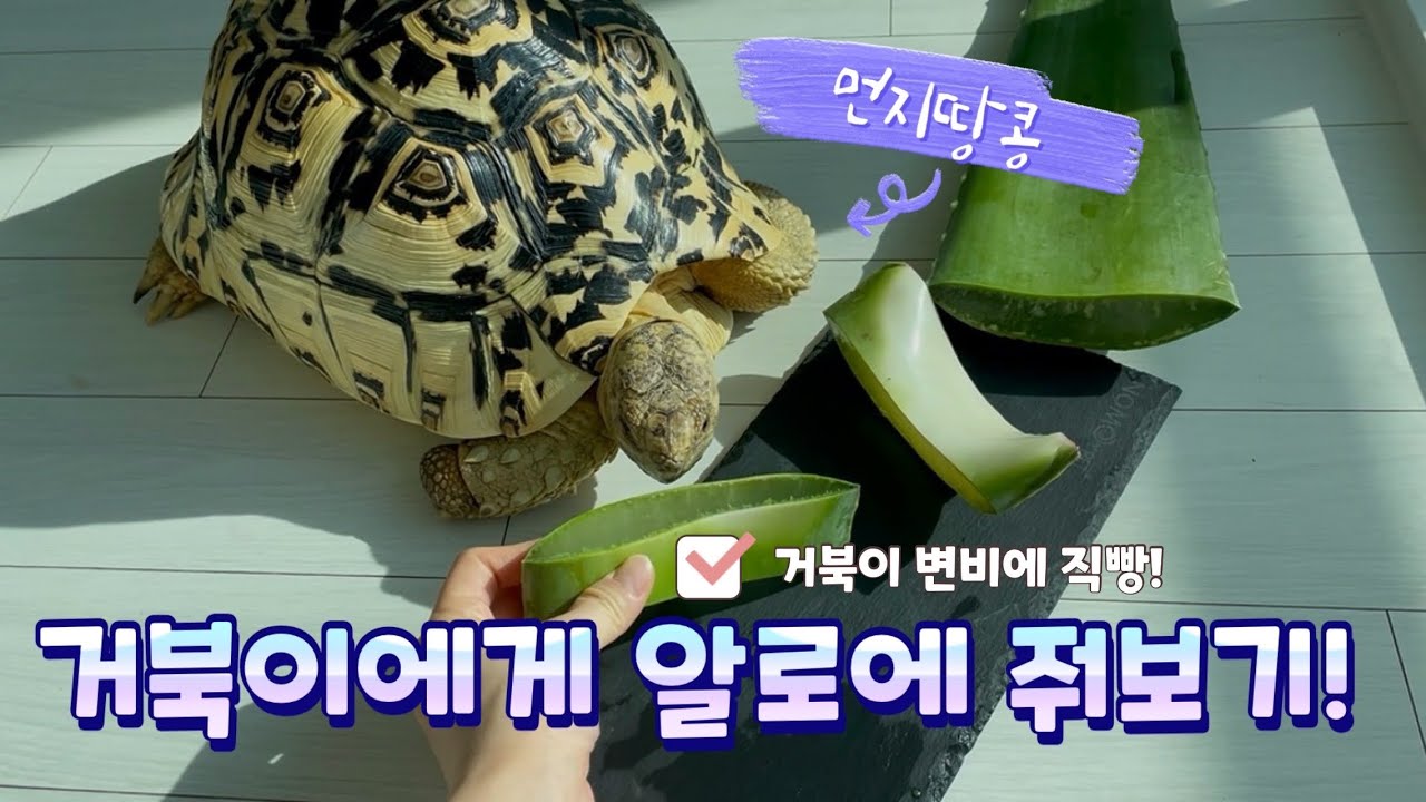 [먼지땅콩] 거북이에게 알로에 줘보기! 레오파드 육지거북 먼지땅콩이!🐢🏜️