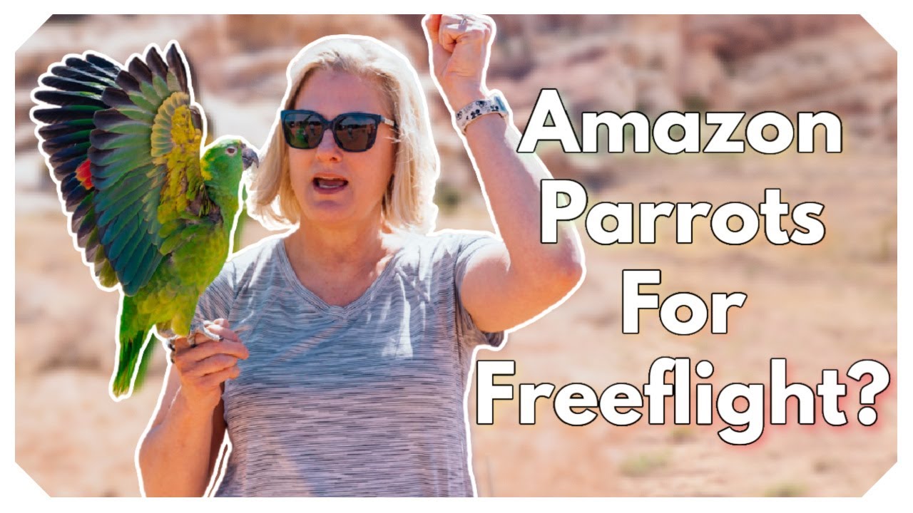 How Laura Trained Her Amazon Parrot for Freeflight | Sprite&rsquo;s Journey with BirdTricks