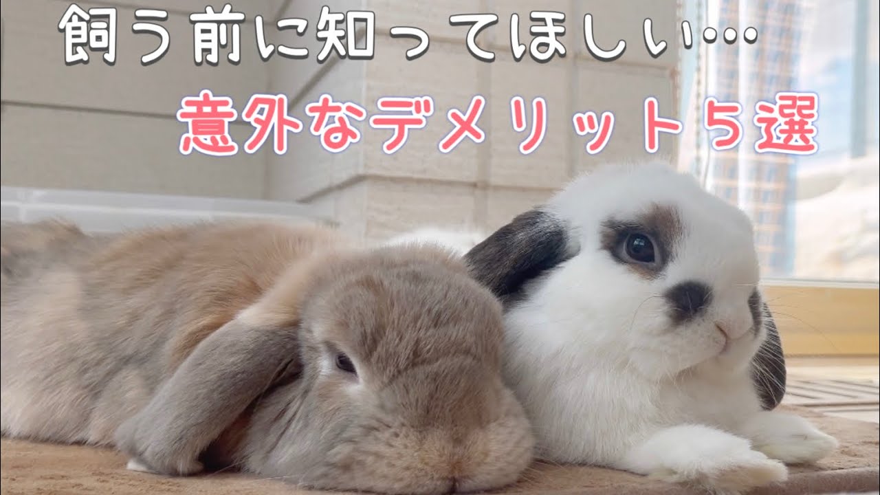 【意外】それでも飼いますか？うさぎの大変なところ5つ#387