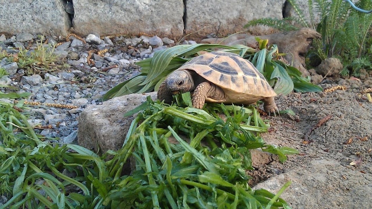 Griechische Landschildkröten - Terrarium einrichten