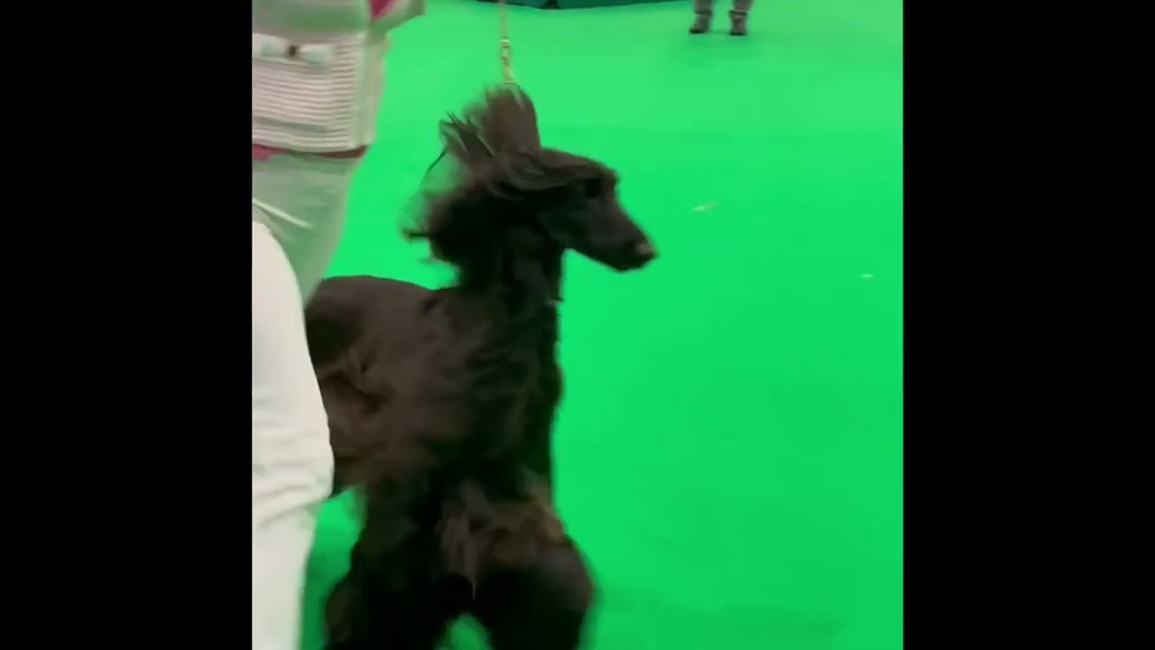 Afghan Hound Crufts 22 Brigitte Bardot Gandamak for Zobear