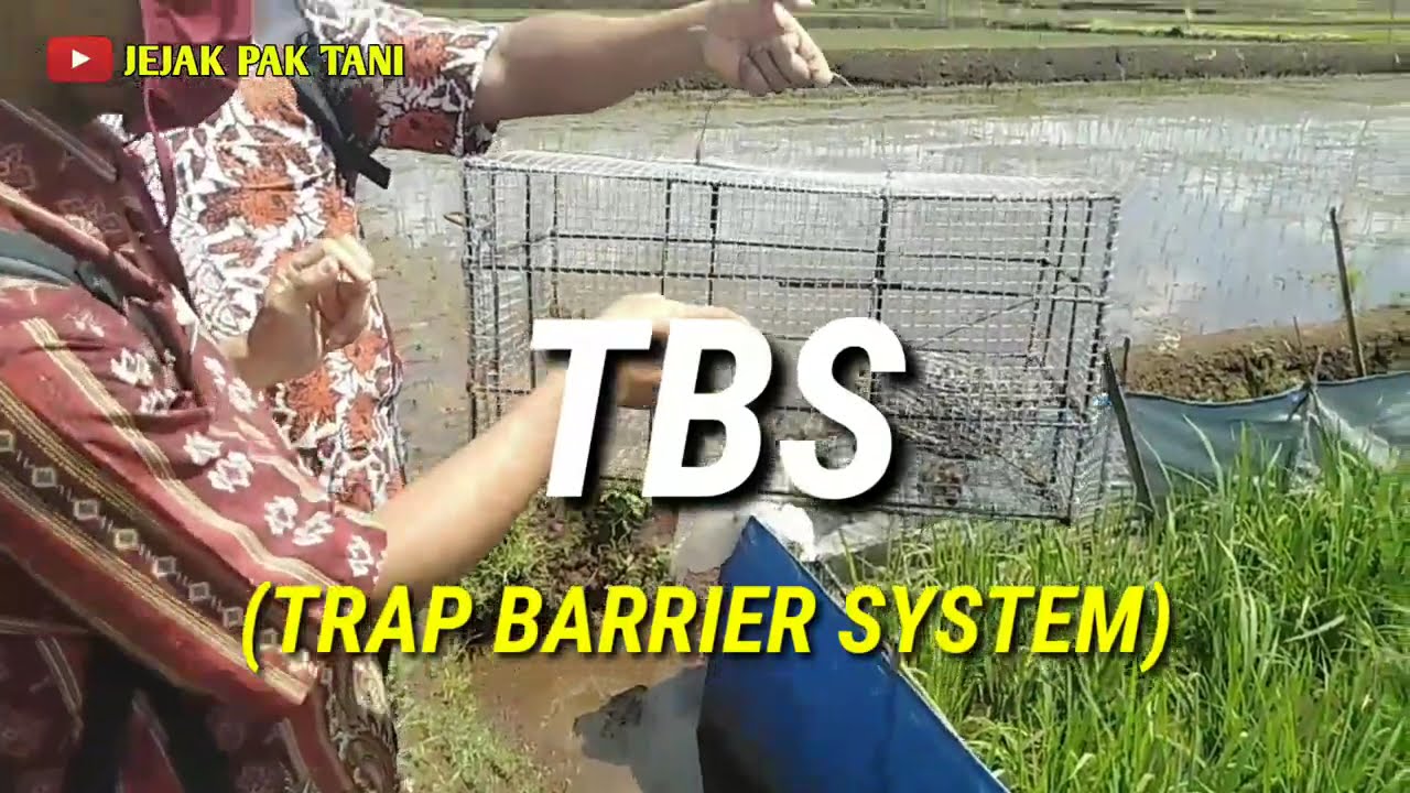 Cara Paling Ampuh Mengatasi Hama Tikus 2021 || TBS...