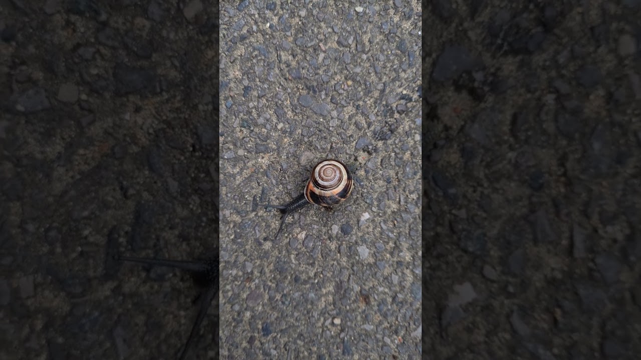 Black Snail