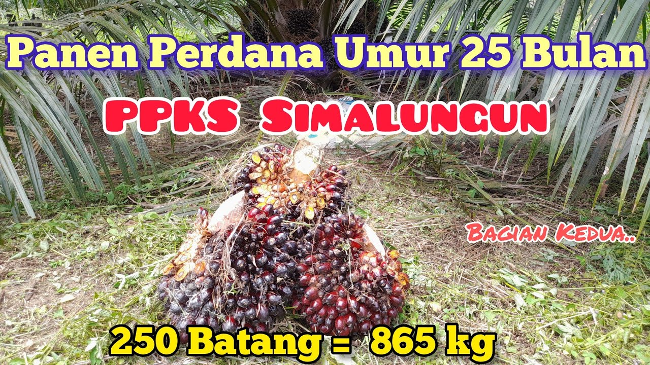 Panen Perdana PPKS Simalungun Umur 25 Bulan || 865 kg dari 250 Batang || Part 2