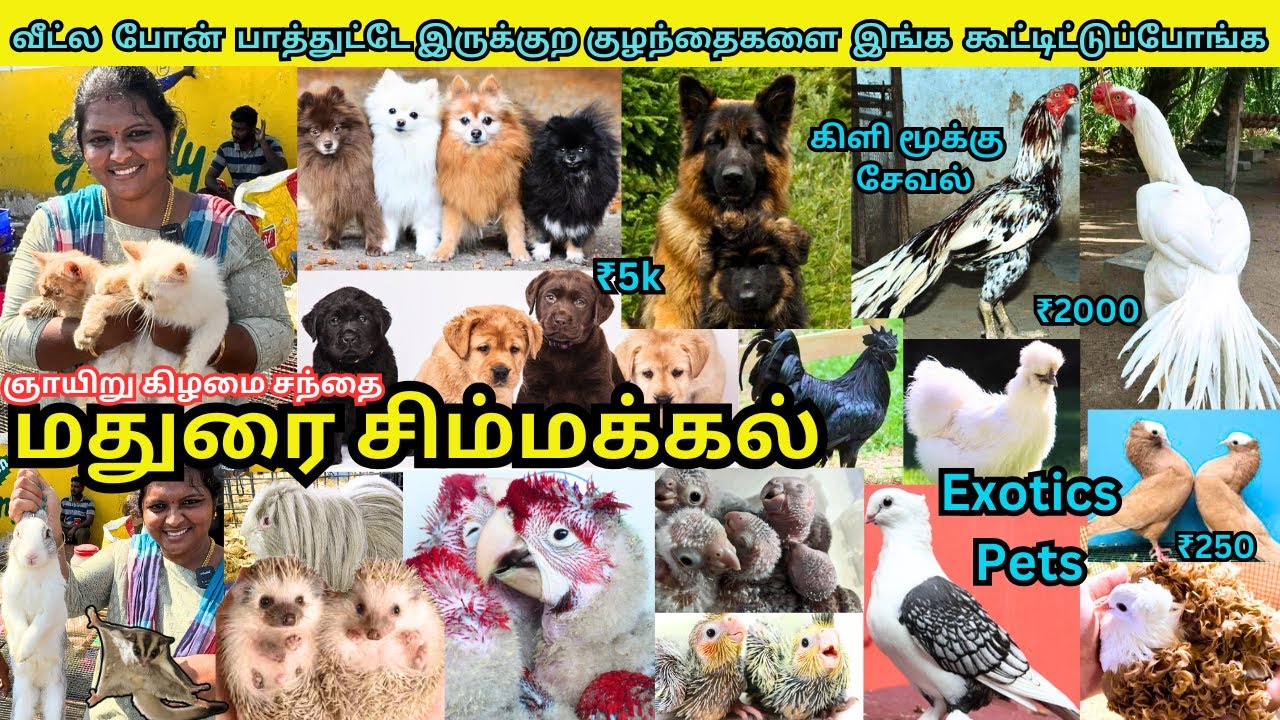 🐶Madurai Simmakkal Pet Market 🐾| Dogs, Cats, Birds & Fish for Sale | Sunday Market Vlog Tamil #pets