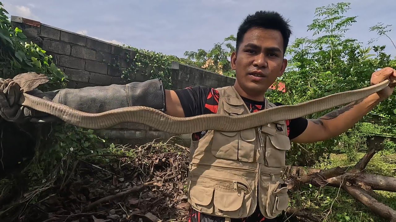 COBRA SA BAHAY NG ISANG GURO.. IBAAN BATANGAS..#tolcobra