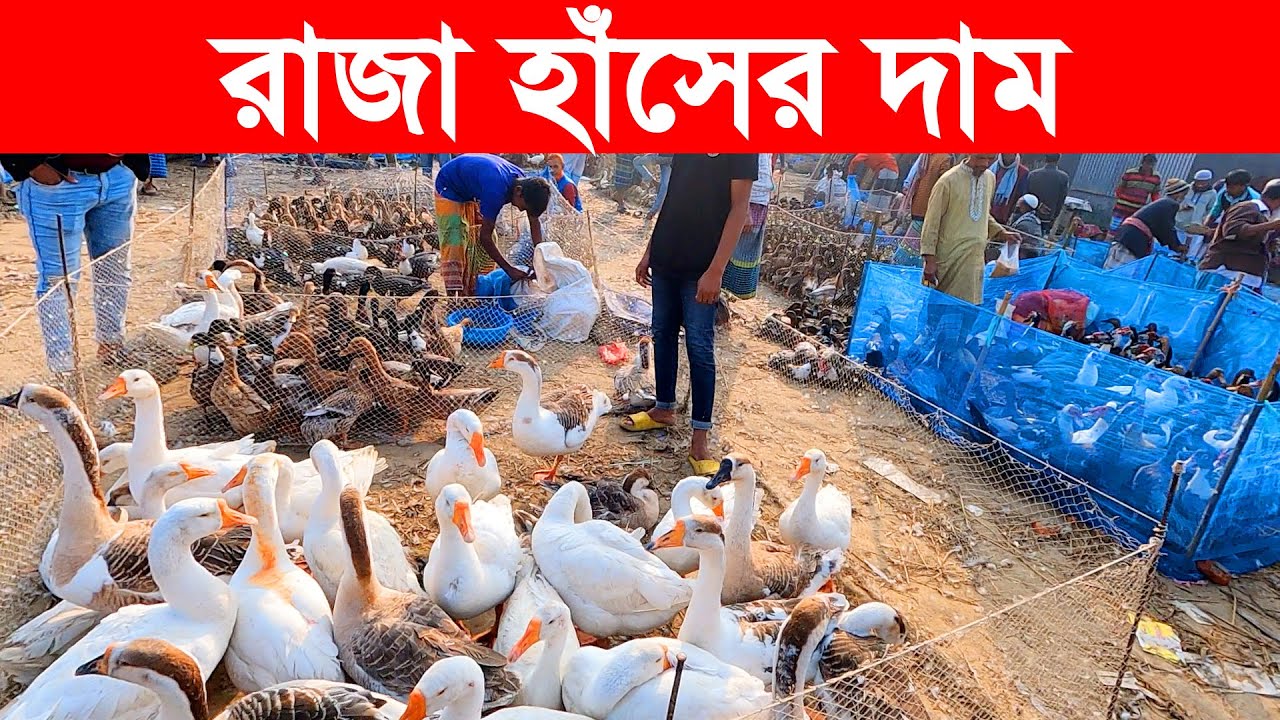 রাজা হাঁসের দাম || Village Market || Village Market in Bangladesh || Amar Bangladesh