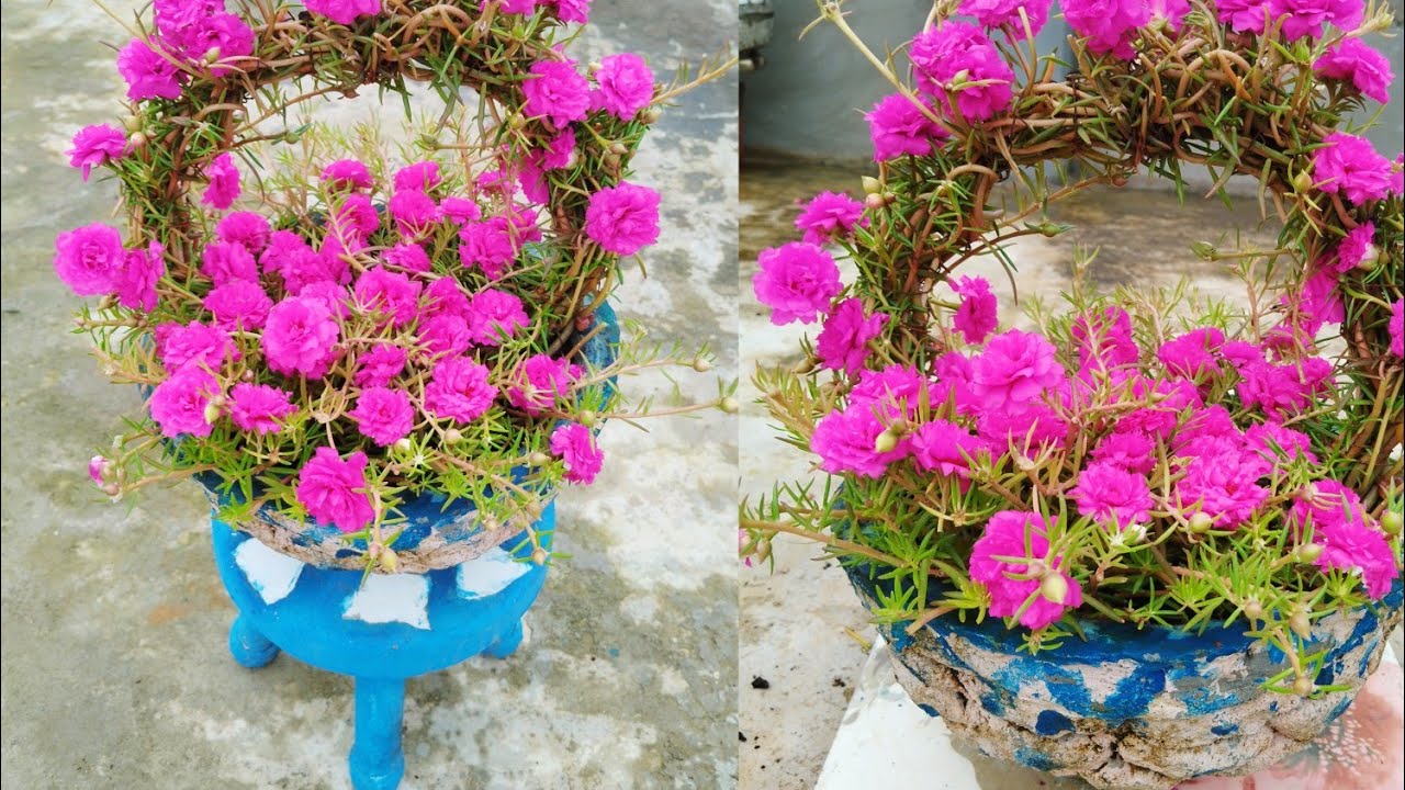 सुंदर पोर्टुलाका {moss rose} planting idea - आसान और सरल