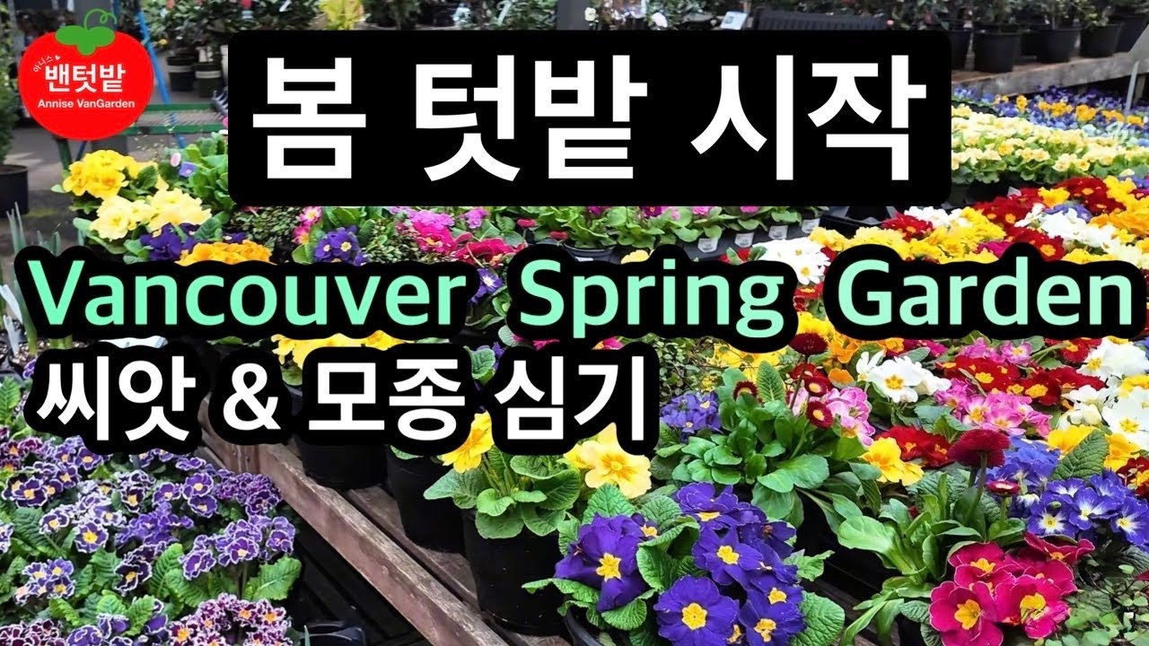 🇨🇦밴쿠버 봄텃밭 시작, 씨 뿌리기,모종 사기, 거름 주기, Vancouver spring  garden start