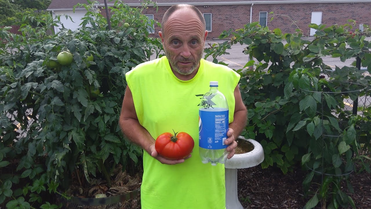 Giant Hossinator Tomatoes Harvest - Our Biggest Yet! 🍅🌿 #TomatoHarvest #UrbanGardening