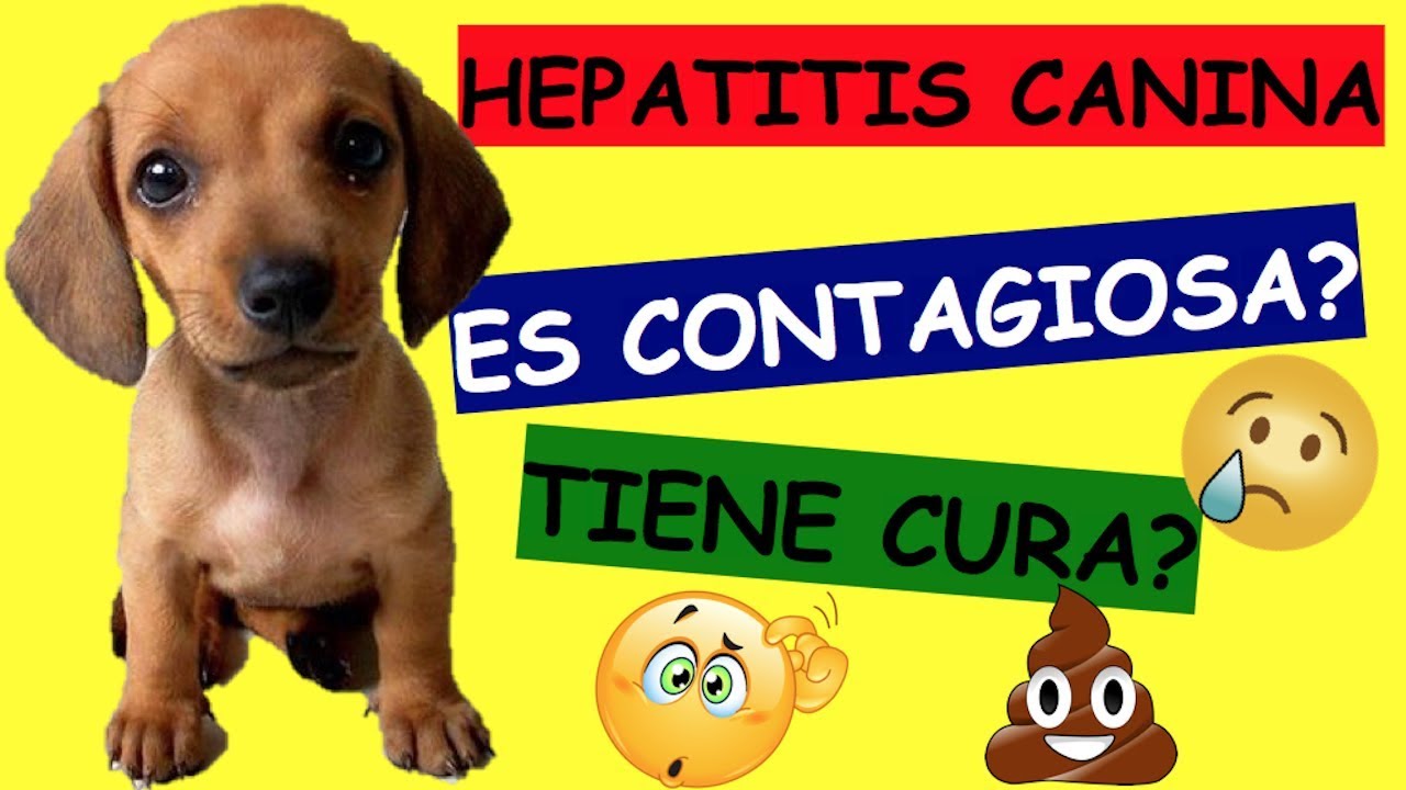 HEPATITIS CANINA TRATAMIENTO ANTIBIOTICO |TIENE CURA|