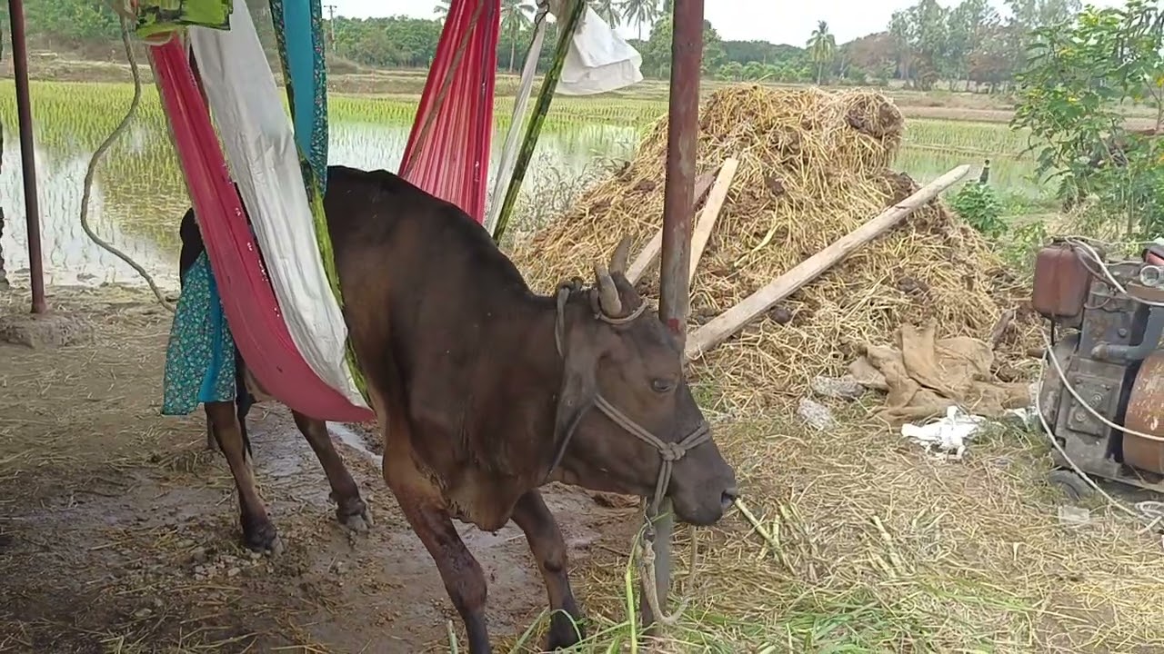 చివరి క్షణంలో అవును నిలబెట్టాం #cowvirslvideo || #chirayudairyfarm 