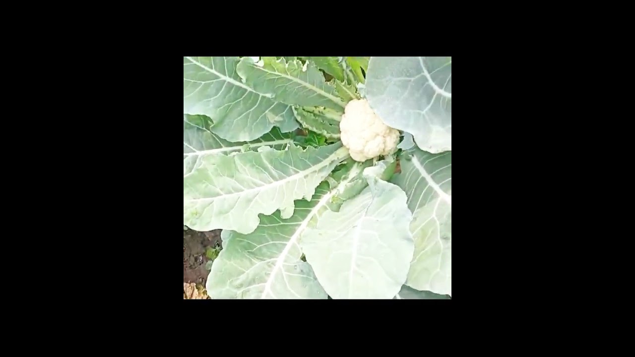 Cauliflower #harvest #farming 