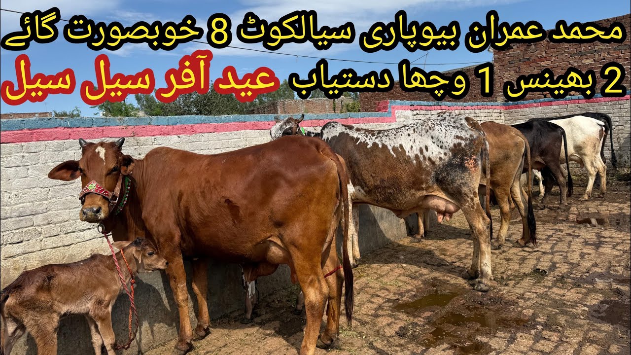 محمد عمران بیوپاری سیالکوٹ 8 خوبصورت گائے 2 بھینس 1 وچھا دستیاب تاریخ 16/03/2026 Apna Punjab