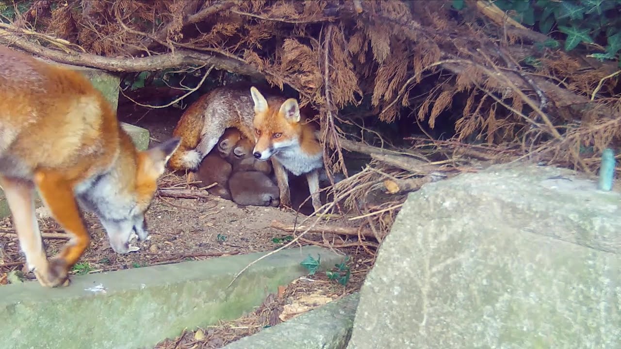 Fox parents tending to their offspring