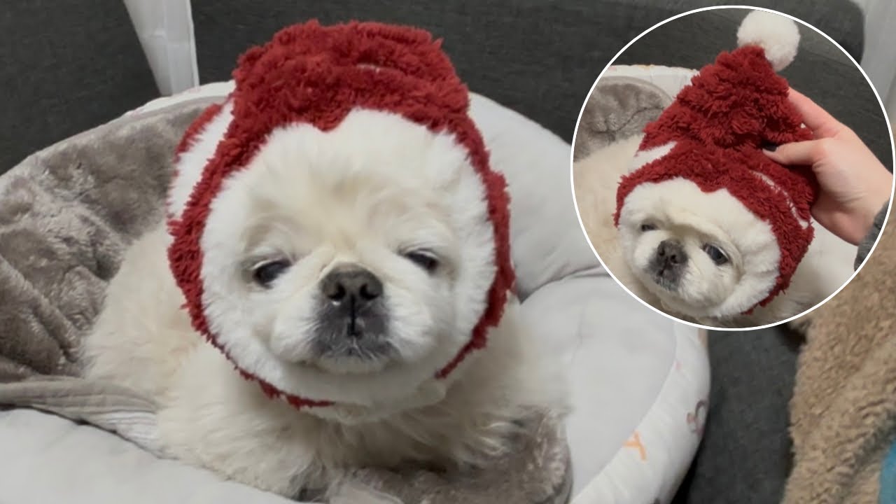 【かわいい】季節外れのサンタさん🎅