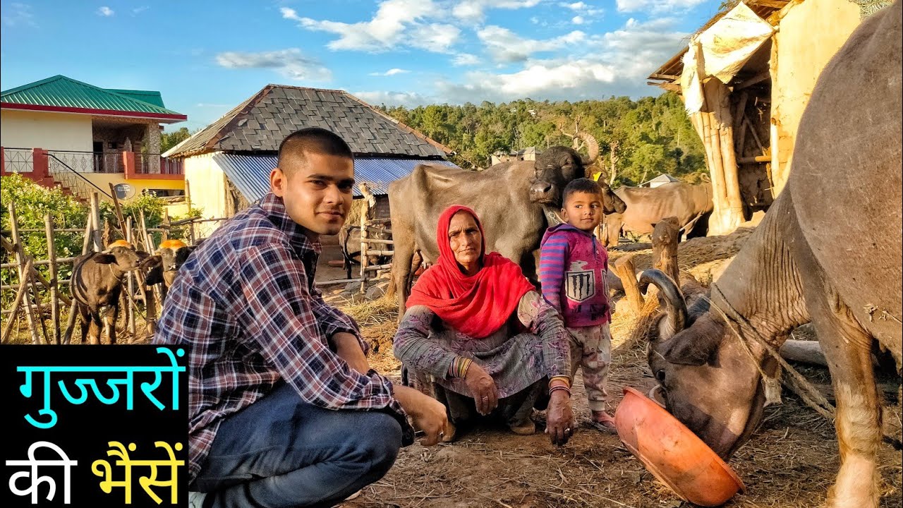 This Tribe Lives in the Himalayan Forest (Van Gujjar)